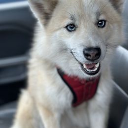 Blue - Pomsky