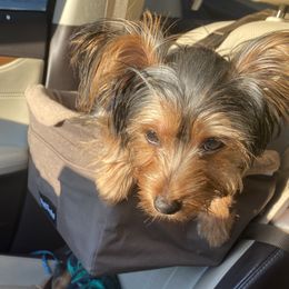Milan - Yorkshire Terrier