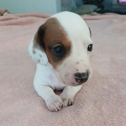 Polka dotted boy - Piebald male Dachshund puppy in Cedar Rapids, Iowa from Paulassillydogs