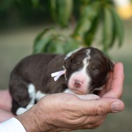 Fable - White and red female Bordoodle puppy in Conway, Missouri from 2J 2K Bordoodles