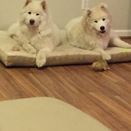 Samoyed Puppies from Cirque D' Samz