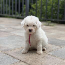 Pink girl - female Goldendoodle puppy in Bristol, Tennessee from 4goldendoodles