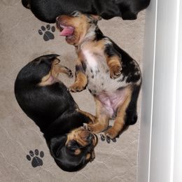 Dachshund Puppies from Newbern's Nuggets