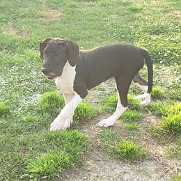 Vega - Mantle female Great Dane puppy in Walker, Louisiana from La Rebel Danes