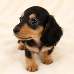 Brady - Black and tan male Dachshund puppy in Sebring, Florida from Mini Weenies