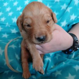 Brown - Dark golden male Golden Retriever puppy in Lanesboro, Minnesota from Eagle Ridge Golden Retrievers