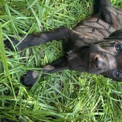 Pudelpointer Puppies from Bent Tree Pudelpointers