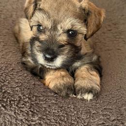 Blue collar - Salt and pepper male Miniature Schnauzer puppy in Hiddenite, North Carolina from Beyond Blessed Pawz