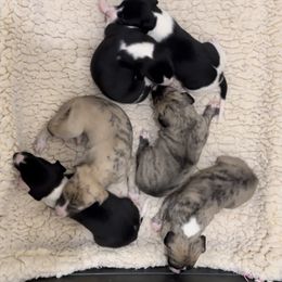 Whippet puppies from WesAnn’s