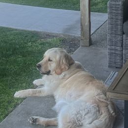 Jewels - Golden Retriever