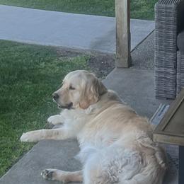 Jewels - Golden Retriever