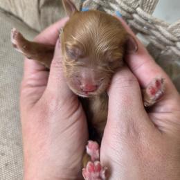 Luna - Red  female Goldendoodle puppy in Decatur, Tennessee from Diamond's Doodles