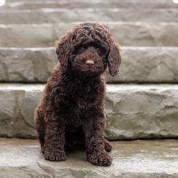 Mason - Chocolate male Australian Labradoodle puppy in Williamstown, New York from Lewis Manor Labradoodles