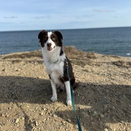 Prince - Red tri Miniature Australian Shepherd puppy in Massapequa, New York from All That Auss Mini Aussies