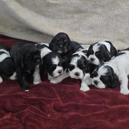 Cocker Spaniel puppies from Allison Cocker Spaniel Pup's