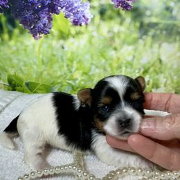 AKC Girl 1 4300 - Black tan and white female Biewer Terrier puppy in Nicholls, Georgia from Southeast Biewers