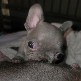 French Bulldog Puppies from Culichitown Frenchies