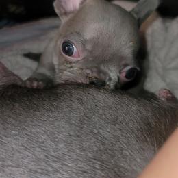 French Bulldog Puppies from Culichitown Frenchies