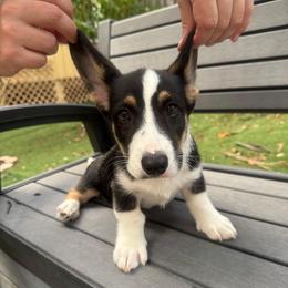 Handsome - Black and white male Cardigan Welsh Corgi puppy in Wekiwa Springs, Florida from It is Corgiland