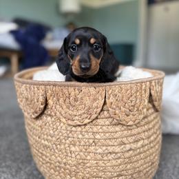 Holly - Black and tan female Dachshund puppy in Toledo, Illinois from Mountjoy Dachshunds