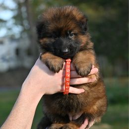 Harper - Sable female German Shepherd puppy in Nacogdoches, Texas from Vom Hausgladfel