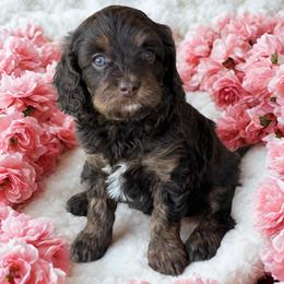 Godiva - Tri-color female Cavapoo puppy in Caldwell, Idaho from Leila Pearson