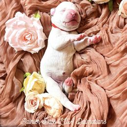 Dalmatian Puppies from Rainier DALS LUA Dalmatians of Washington