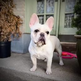 Cardana - French Bulldog