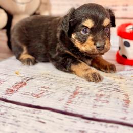 Tri male 3 - Black tri male Toy Australian Shepherd puppy in Lemon Cove, California from Magic Ranch Mini Aussies