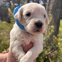 Blue boy - Light golden male Golden Retriever puppy in Pahrump, Nevada from Southern Nevada Goldens