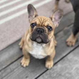 French Bulldog Puppies from JOLYNN Mecham