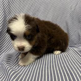 RMF8 - Red merle female Toy Australian Shepherd puppy in Pryor Creek, Oklahoma from DK’s Littles & Co