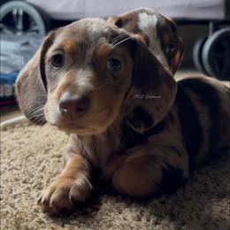 Jack - Dapple male Dachshund puppy in Ben Wheeler, Texas from P&P Dachshunds