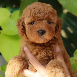 Rome - Red Cavapoo puppy in Miami, Florida from Bailey & Bella Cavapoos