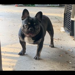 Sargent - French Bulldog