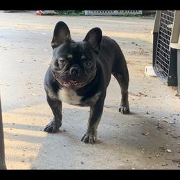 Sargent - French Bulldog