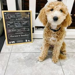 Goldendoodle and Shihpoo Puppies from Stormie's Doodles