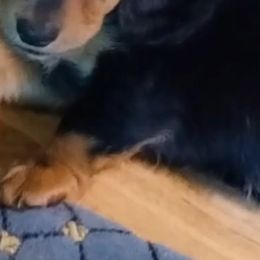 Dachshund Puppies from Lickin'bach Miniature Dachshunds