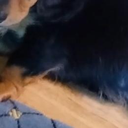 Dachshund Puppies from Lickin'bach Miniature Dachshunds