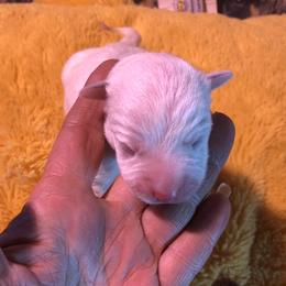 L64-03 - Blue male Australian Cattle Dog puppy in Sheridan, Oregon from 6pk Cattledogs
