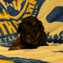 Ember - Black phantom female Aussiedoodle puppy in Yacolt, Washington from Aussiedoodles by Maggie