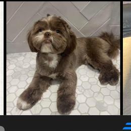 Shih Tzu Puppies from Butterfly Shih Tzu Pups