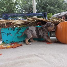 Catahoula Leopard Dog Puppies from Winged Catahoulas