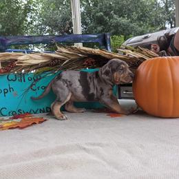 Catahoula Leopard Dog Puppies from Winged Catahoulas