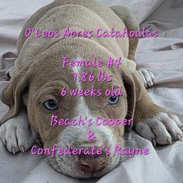 FEMALE  - 4 - Yellow merle female Catahoula Leopard Dog puppy in Perry, Florida from O'Leos' Acres Catahoulas