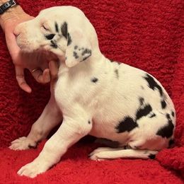 Great Dane puppies from Boulder View Danes