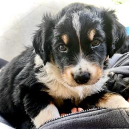 Lance - Black tri-color male Australian Shepherd puppy in Cypress, Texas from Cypress Aussies
