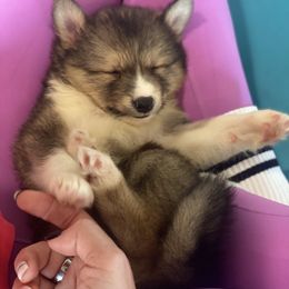 Faith - female Nenets Herding Laika puppy in Rockwell, Texas from Laika spirit nenets
