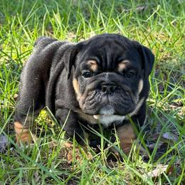 Apollo - Boy 1 - Black Tri - Black tri-color male Bulldog puppy in Lakeland, Florida from Fur Love And Puppies