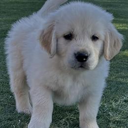 Archie - Light golden male Golden Retriever puppy in Amarillo, Texas from Bluebonnet Goldens
